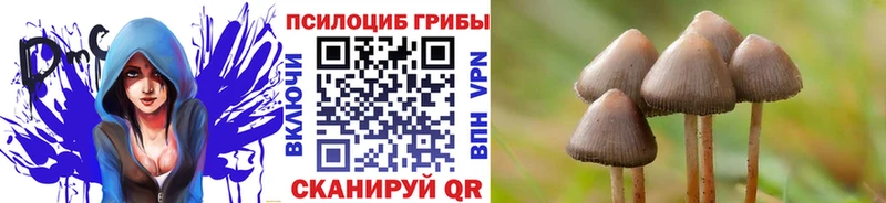 где продают   Ростов-на-Дону  Псилоцибиновые грибы Psilocybine cubensis 